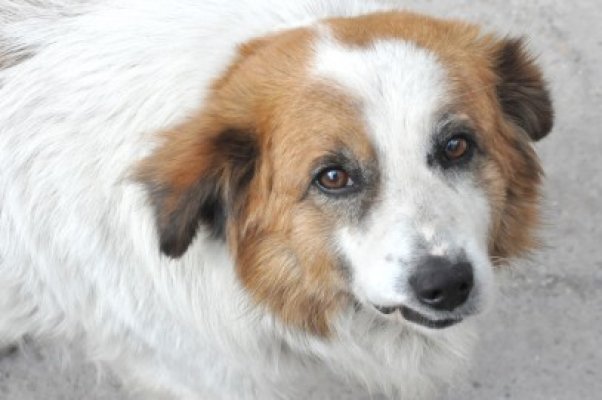 Un bărbat a lovit un câine cu toporul, convins că acesta i-a muşcat fetiţa
